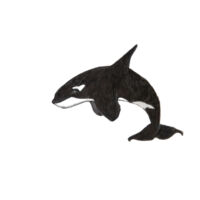Orca (without text) T-shirt - Kids Design