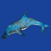 Dolphin T-shirt - Kids Design